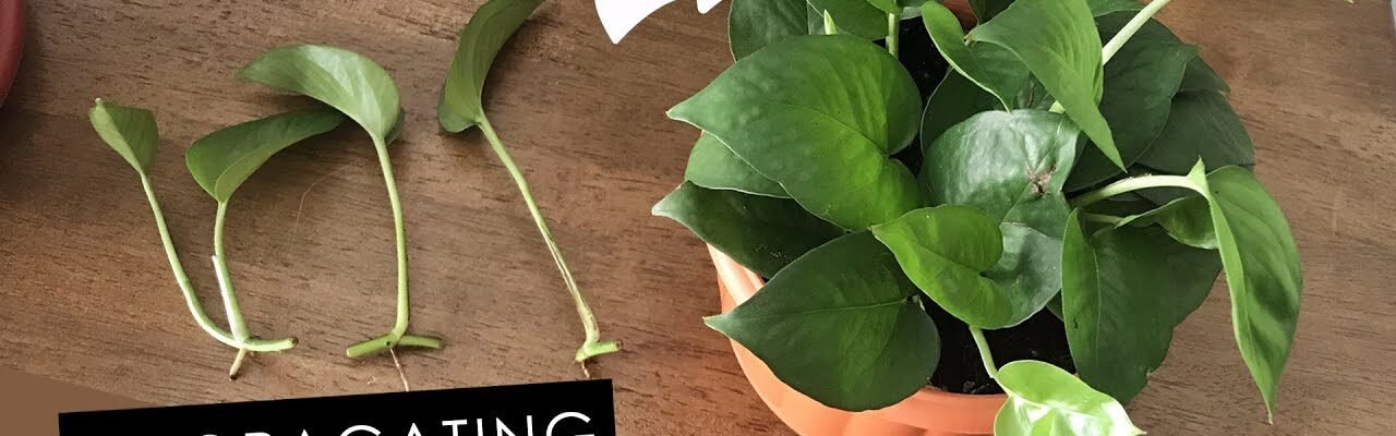 how to propagate pothos