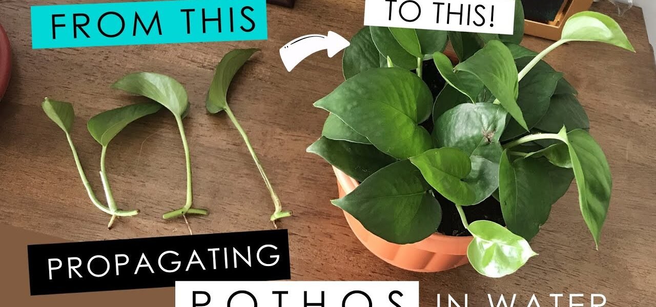 how to propagate pothos