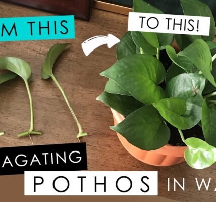 how to propagate pothos